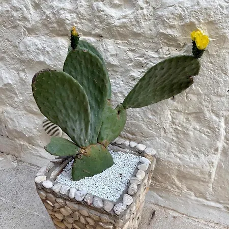 Casa Pagano * 诺伊卡塔罗